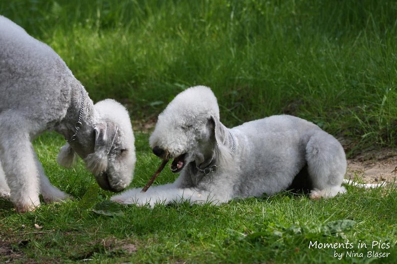 2010-05-29 Alanna und Svet (19).jpg - Airis Blue Volshebny Svet & his daughter Arc-en-ciel Alanna 2010-05-29